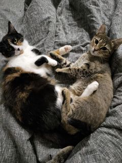 Pets