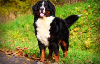 My dog