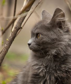 kitty
