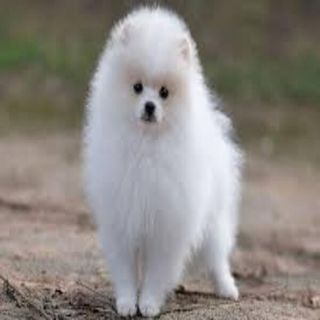 Spitz dog