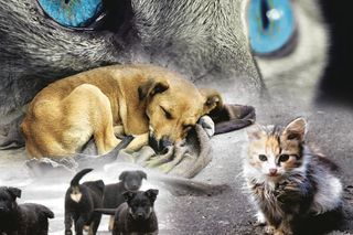 (For the opening of an animal nursery)