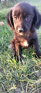 I want a puppy