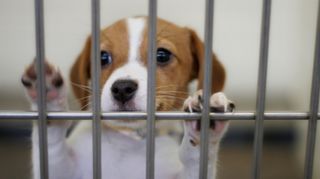 Animal Shelter