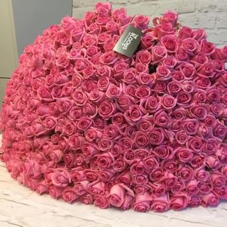 101 Rose