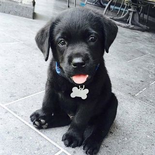 puppy