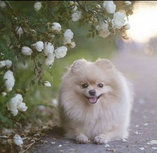 Tiny little thing