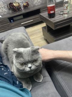 Cat food