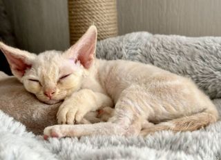 Devon Rex kitten