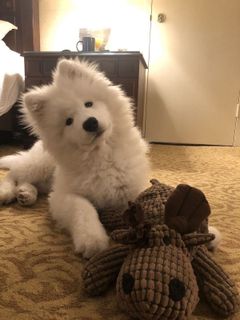 Fluffy dog