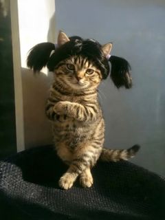 Kitten