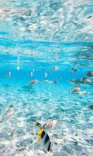 ocean