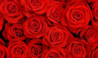 Bouquet of flowers