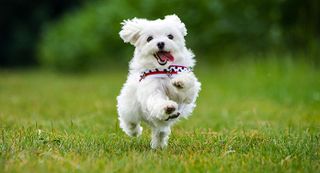 A little dog