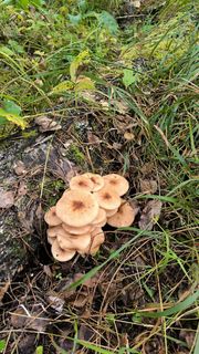 Хочу бобла)))))