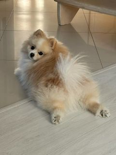 Spitz girl