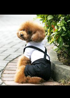 Sweet little dog)