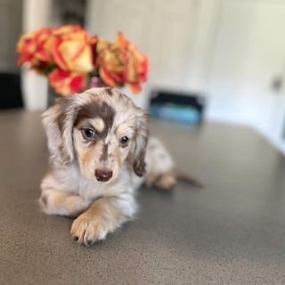 $2000 for my first puppy!!