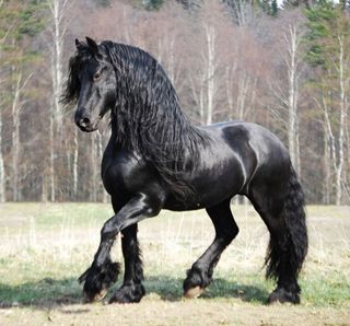 Horse