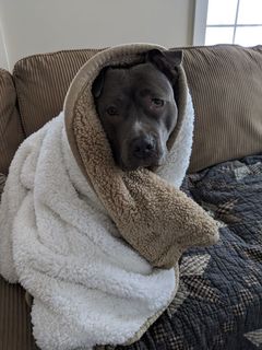 Собака - улыбака