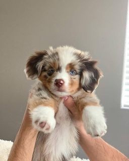 take care of our dogs