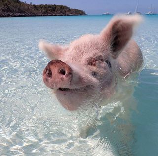 Отпуск на Pig Beach
