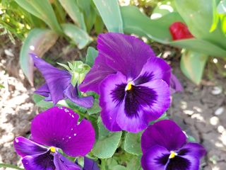 Flowers