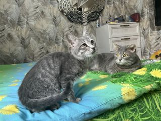 I want to save homeless animals!❤️❤️❤️