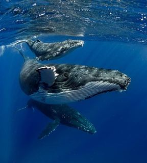 Мечта жизни, киты! Dream of a lifetime, whales!