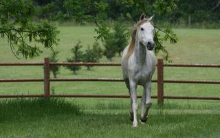 Horse