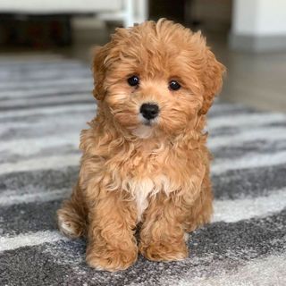 Buy a dog?