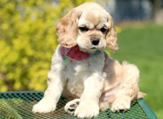 American Cocker Spaniel