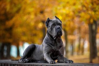 Cane corso dog