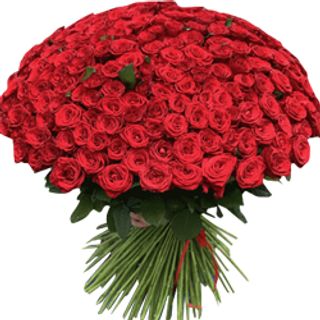 201 roses
