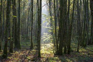 En Foret