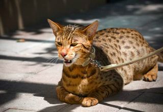 love cats
