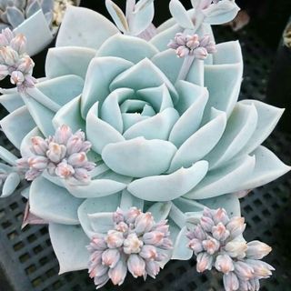 Succulents
