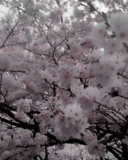 trip to Japan