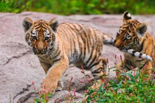 I want to get myself a tiger