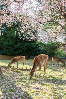 trip to Japan