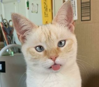 На вкусняшки