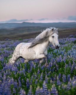 own horse