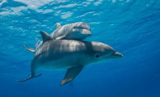 Swim with Dolphins