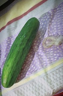 ANAL TOY