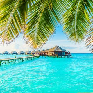 Tropical ?️ paradise