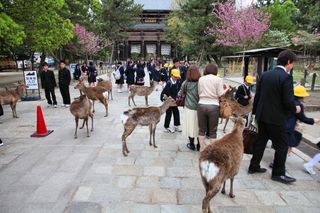 Travel to Japan
