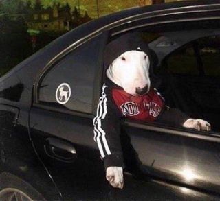 Bull Terrier