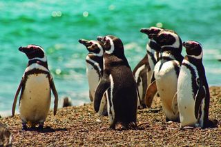 Trip to the penguins