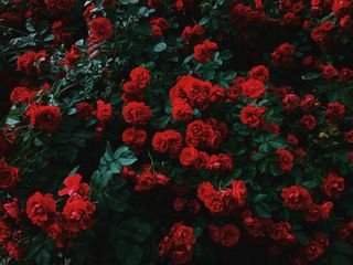 Rose for me