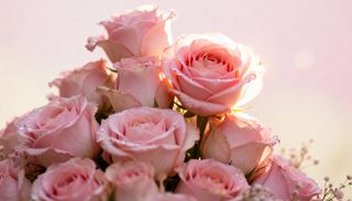 favorite roses
