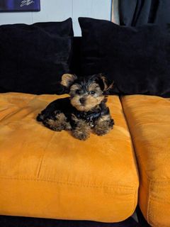 Surgery for my dog